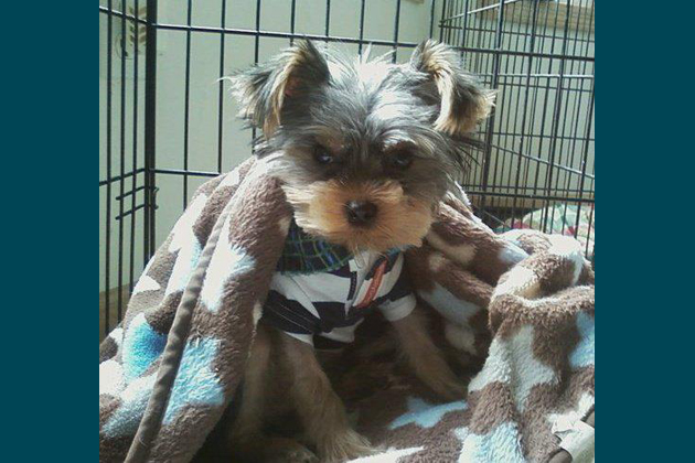 Bailey