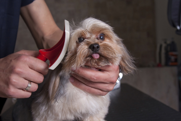 Brush Gently and Regularly 