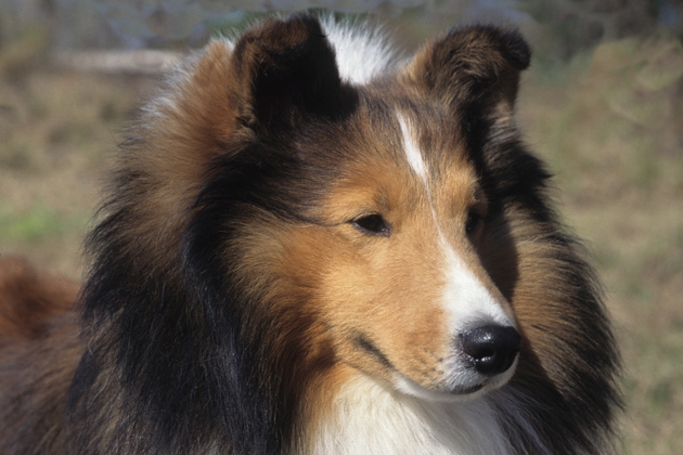 Shetland Sheepdog