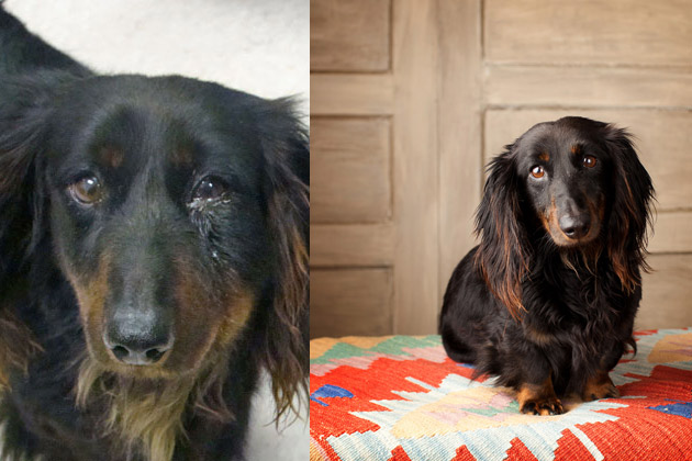 8 Adoption Success Stories from the Dallas-Fort Worth Dachshund Rescue