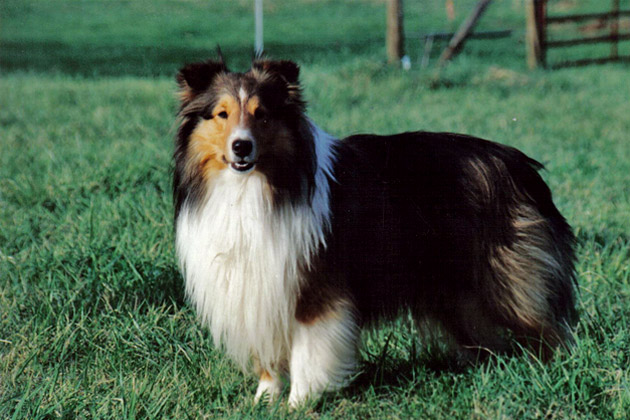 8. Reggie