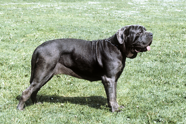 Largest Dog Litter