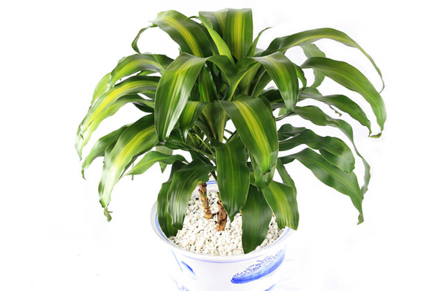2. Corn Plant