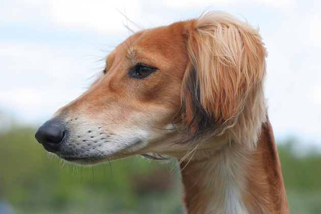 The World's Oldest Dog Breed