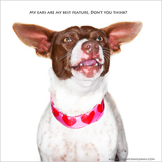 My Ears Are My Best Feature, Don't You Think? 