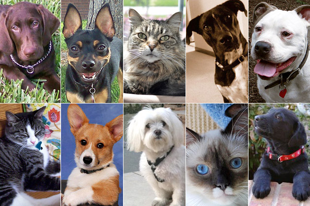 Cute Pet of the Week - October 21, 2011