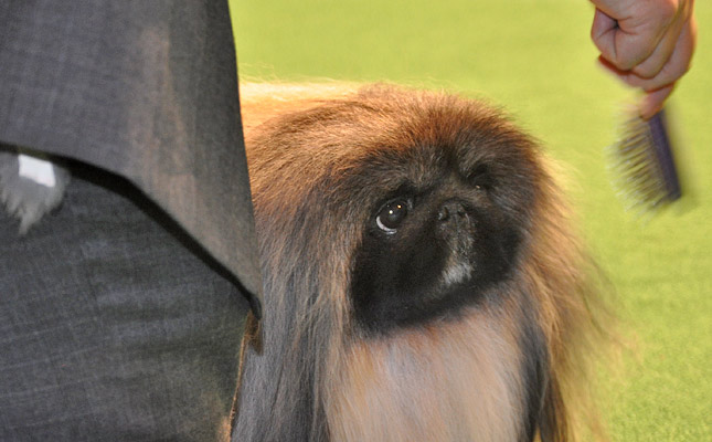 Behind the Scenes at the Westminster Kennel Club Dog Show