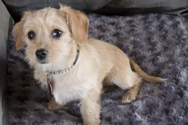 Cavapoo