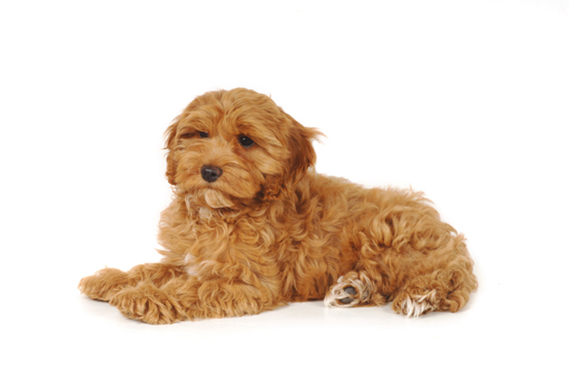 Cockapoo
