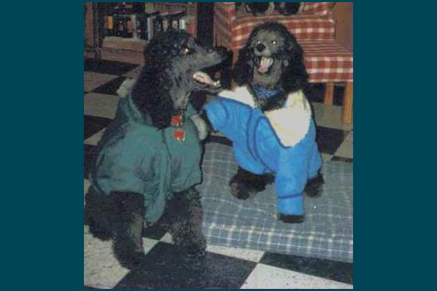 Blackjaw and Shadow