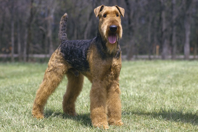 Airedale Terrier