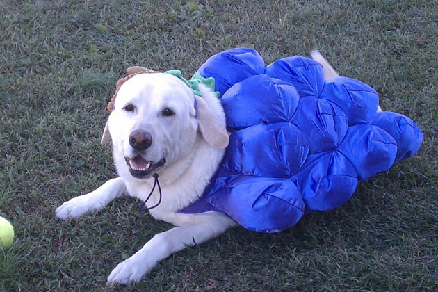 6. Aby the Grapes