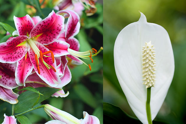 10 Household Plants That Are Dangerous to Dogs and Cats
