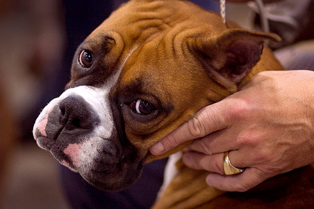 Margarita the Boxer