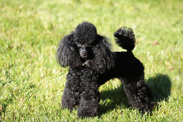 13 Dog Breeds Ideal for Apartments