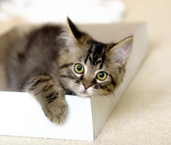 New kitten playing in a box New kitten playing in a box