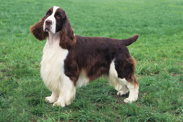 English Springer Spaniel