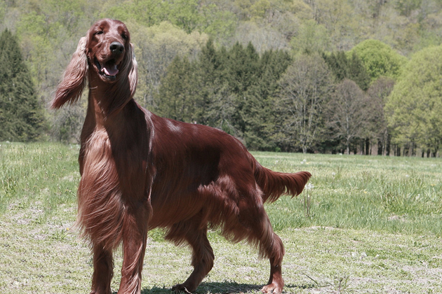 Irish Setter — Affectionate and Active