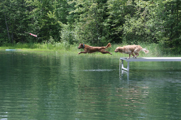 Diving Dock Dogs