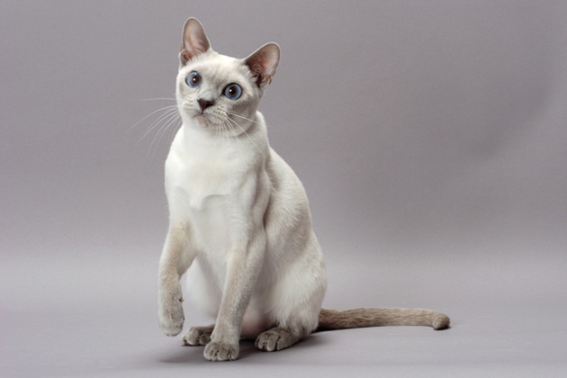 Tonkinese — The Tenacious Talker