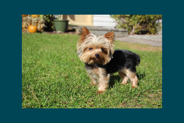 The Shortest Working Dog in the World Plus 11 Other Guinness Record Winning Pets