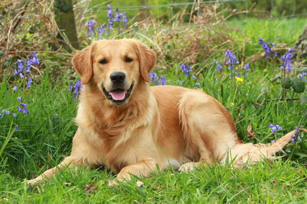 Golden Retriever