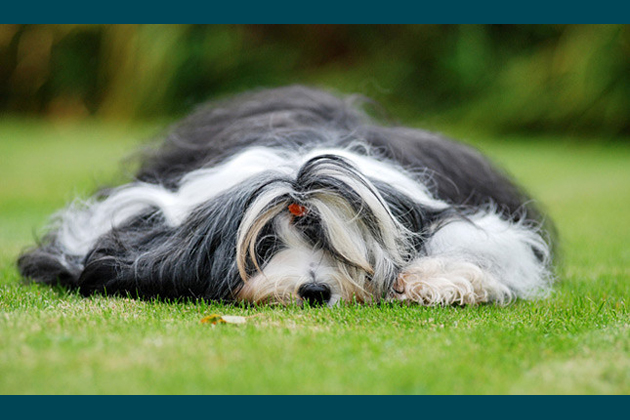 Tibetan Terrier — Inactively Athletic