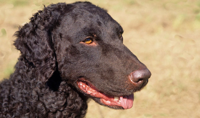 CurlyCoated Retriever Breed Information
