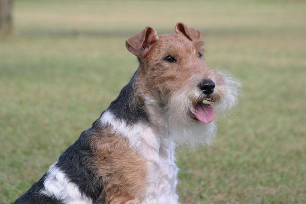 Wire Fox Terrier