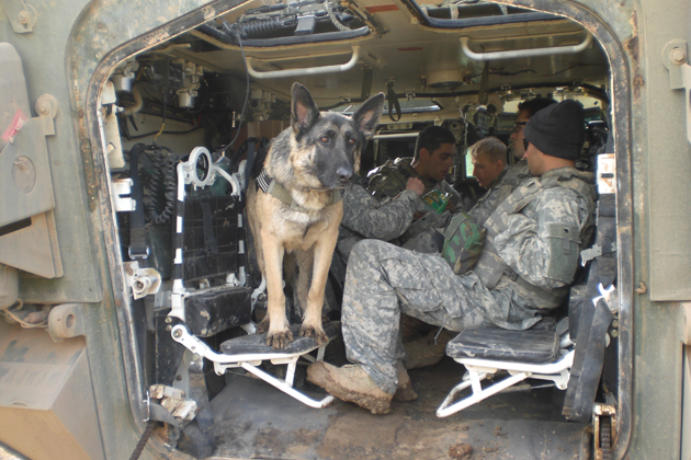 Not All Dogs Can Be Military Dogs
