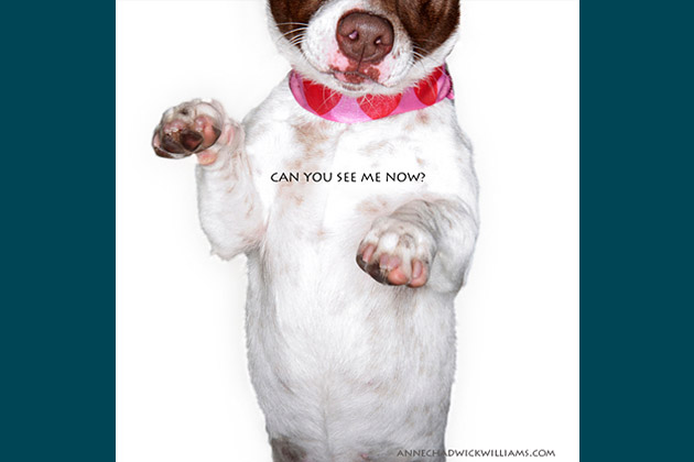 Can You See Me Now? 