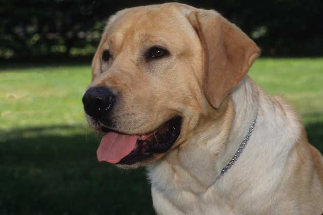 Labrador Retriever