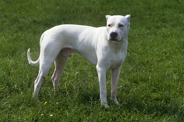 Dogo Argentino
