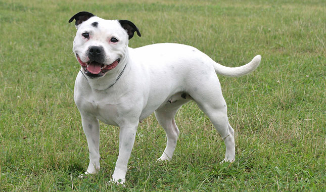 Staffordshire Bull Terrier Dog Breed Information