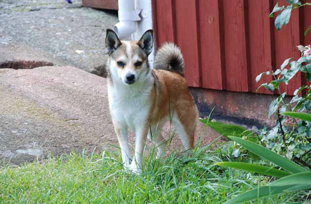 Norwegian Lundehund