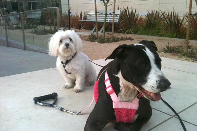 10. Nikko and Lola