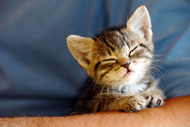 Pick Up Your Kitten