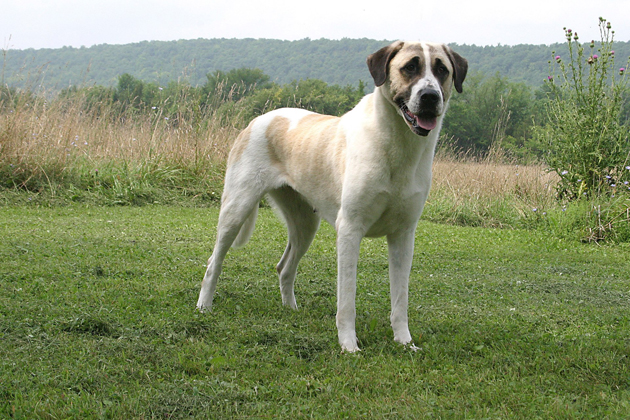 Anatolian Shepherd