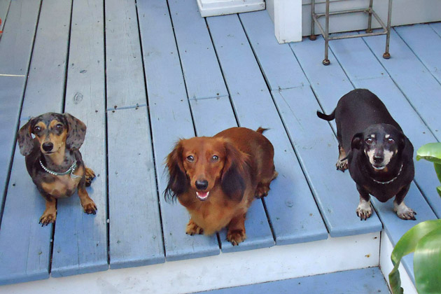 2. Cricket, Tank, and Sadie