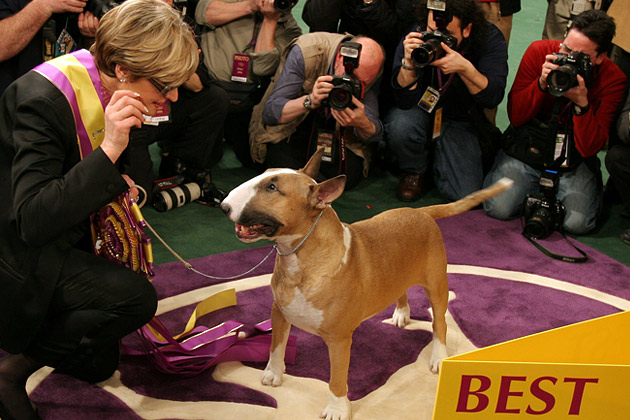 2006: Rufus the Bull Terrier 