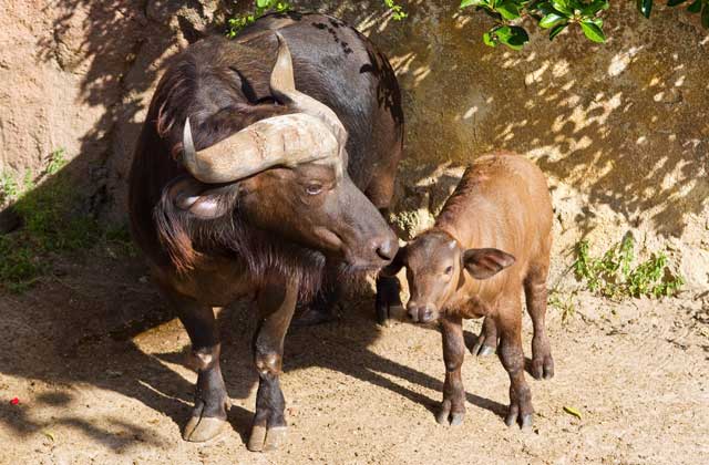 Baby Cape Buffalo Born at Busch Gardens Tampa Bay