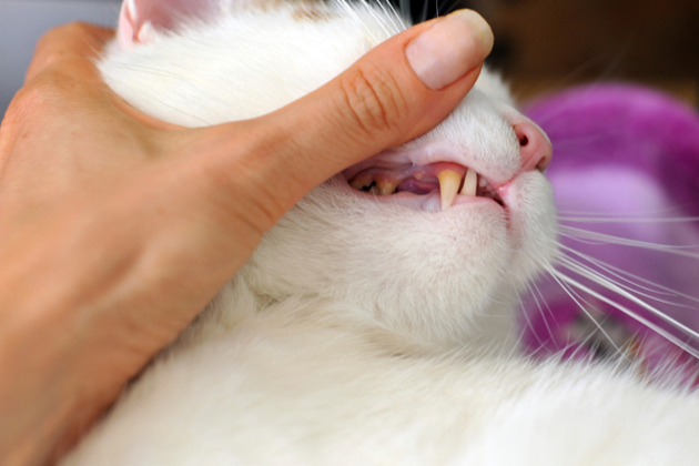 Wise Investment #5: Clean His Teeth