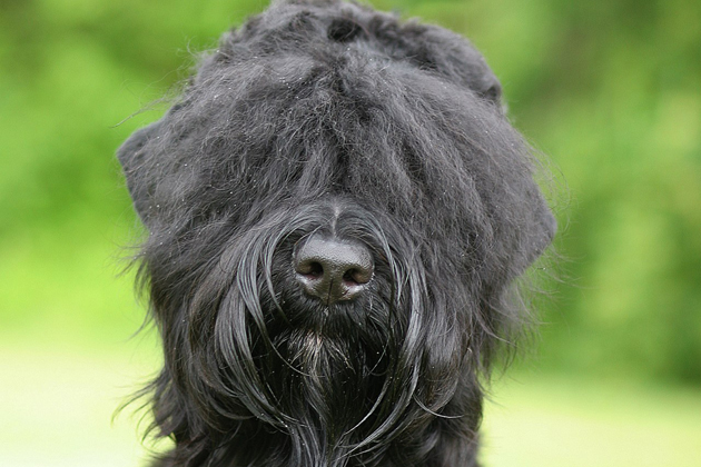 Black Russian Terrier