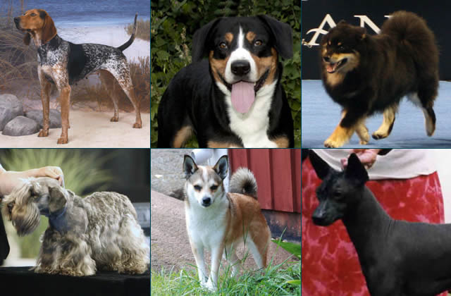 New Breeds at the National Dog Show Presented by Purina