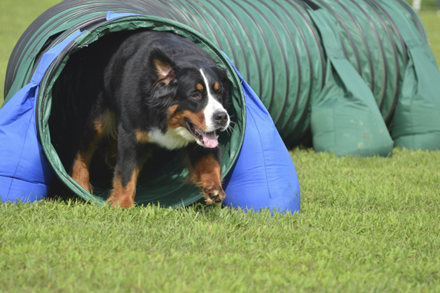 Wise Investment #4: Take a Dog Agility Class