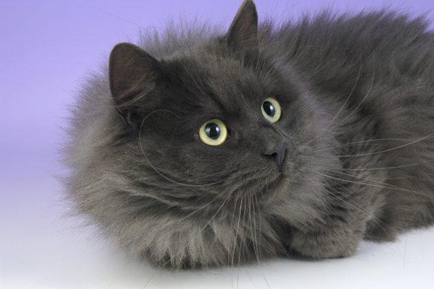 Siberian — The Feline Conversationalist