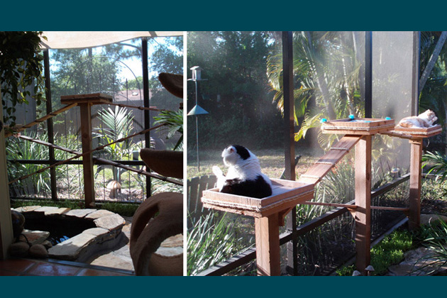 A Scottish Fold Hideaway in Florida