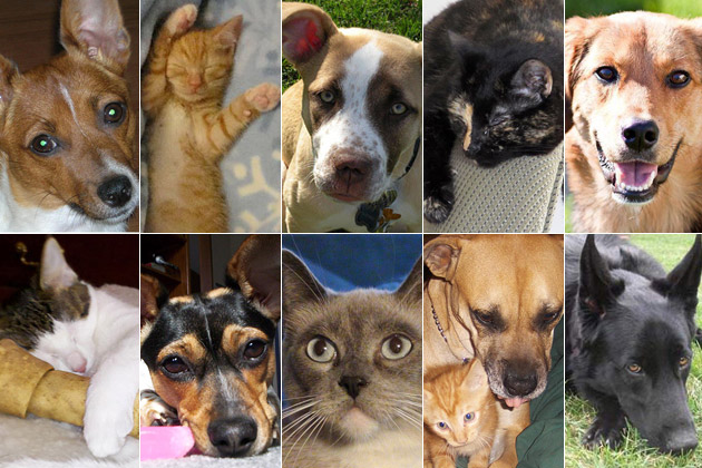 Cute Pet of the Week - September 30, 2011