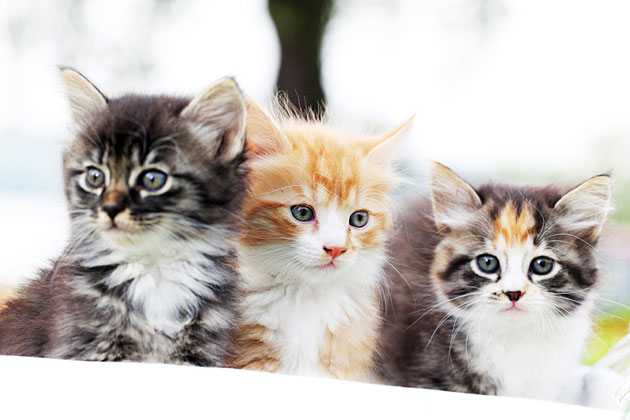Inquire About Your Kitten's Upbringing