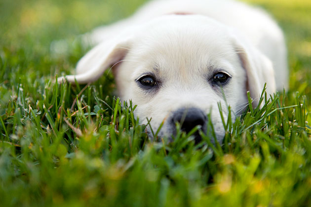 How to Select a Puppy Who's Right for You